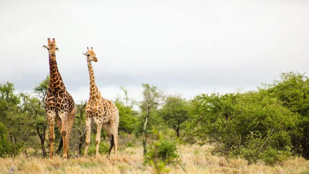 10 places to experience a safari near Gauteng