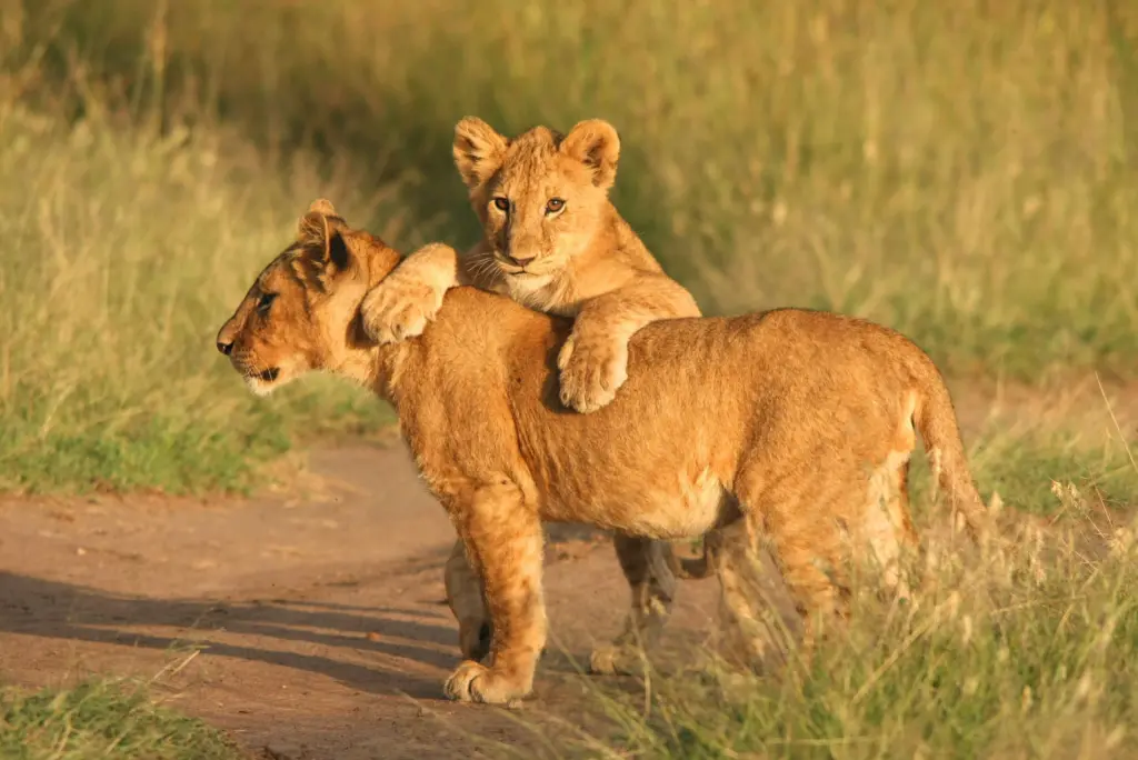 Rhino and Lion Nature Reserve