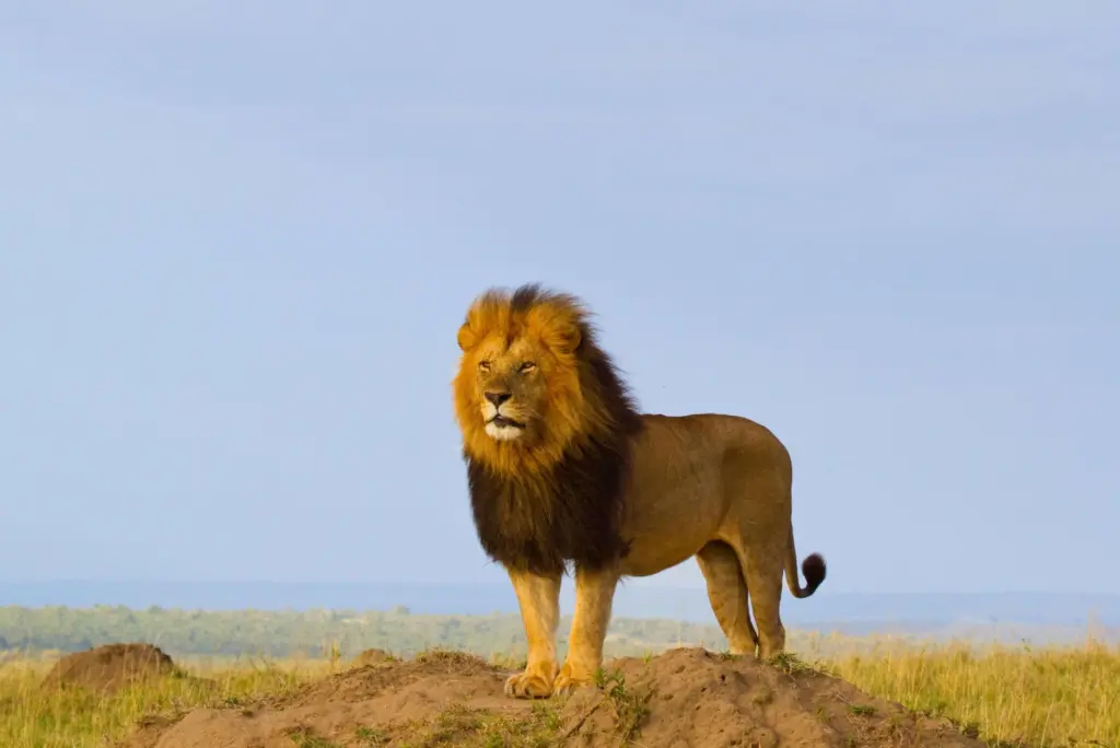 Rhino and Lion Nature Reserve