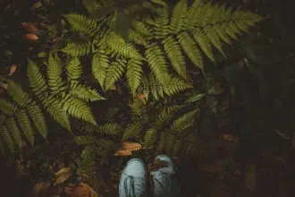 Nirox Sculpture Park