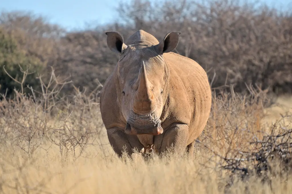 Rhino and Lion Nature Reserve