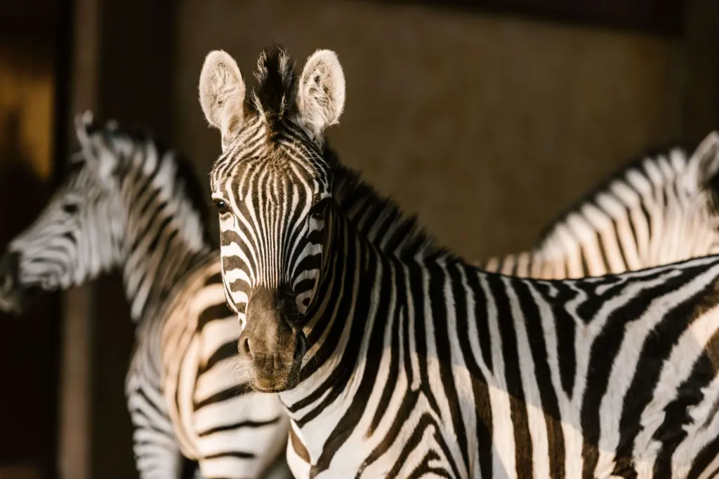 Pretoria Zoo