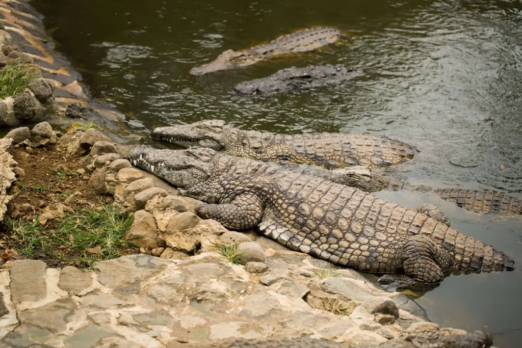 Pretoria Zoo