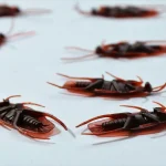 Top 5 Brands to Use to Help Get Rid of Household Pests