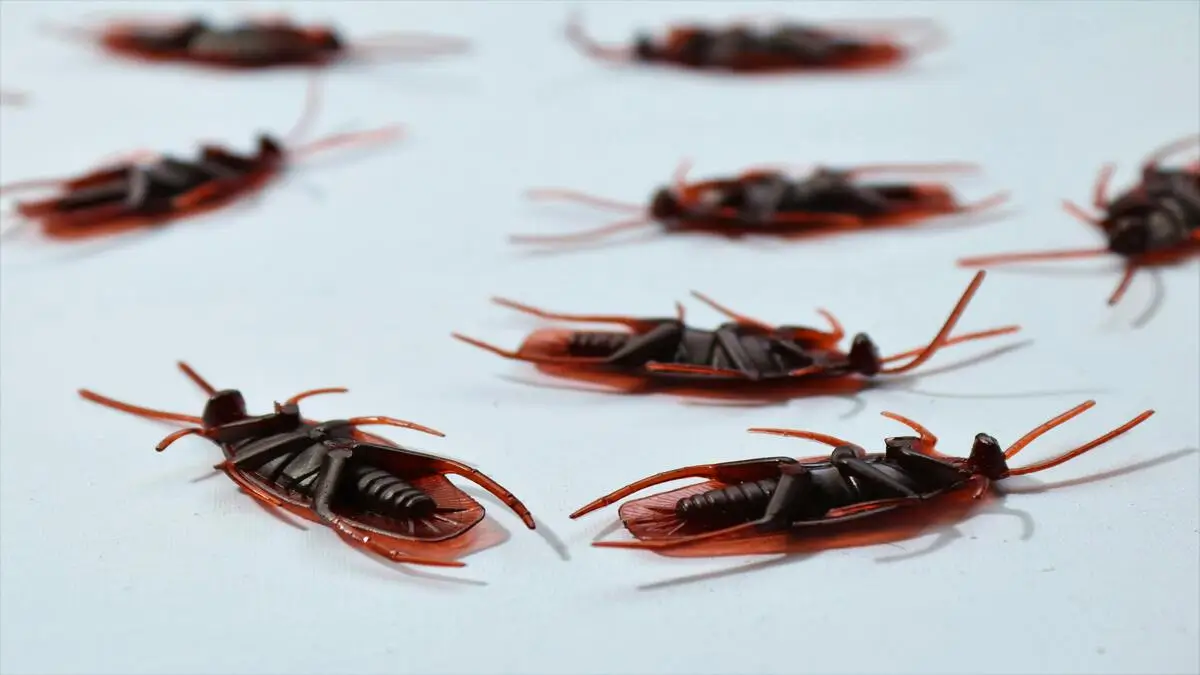 Top 5 Brands to Use to Help Get Rid of Household Pests