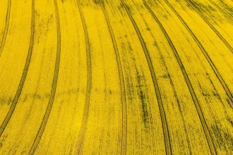 Grass Cutting and Landscaping Services