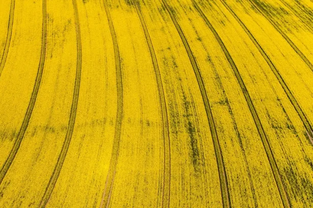 Grass Cutting and Landscaping Services