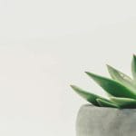 How to Choose The Best Plants for Your Home Garden