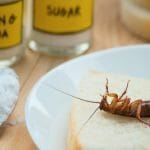 Effective Home Remedies to Kill Cockroaches Naturally