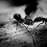 How to Get Rid of Ants: Effective Natural Solutions & Remedies That Work