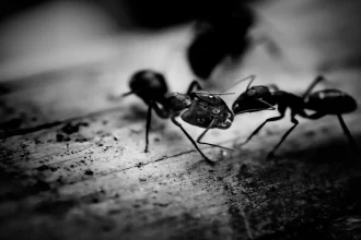 How to Get Rid of Ants: Effective Natural Solutions & Remedies That Work