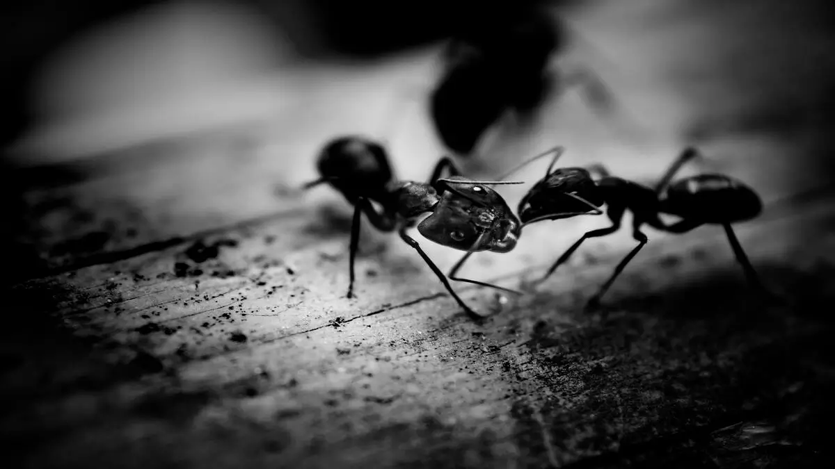 How to Get Rid of Ants: Effective Natural Solutions & Remedies That Work