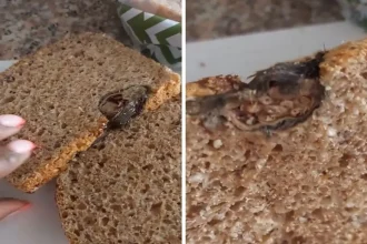 PepsiCo South Africa Claims Rat Found in Durban Woman's Bread Was an 'Isolated Incident'