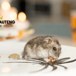 Get Rid of Your Rat Problem