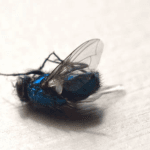 Natural Remedies to Repel Flies