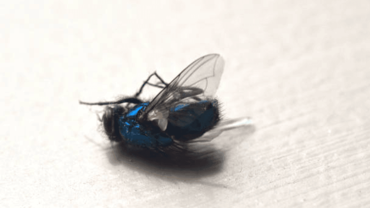 Natural Remedies to Repel Flies