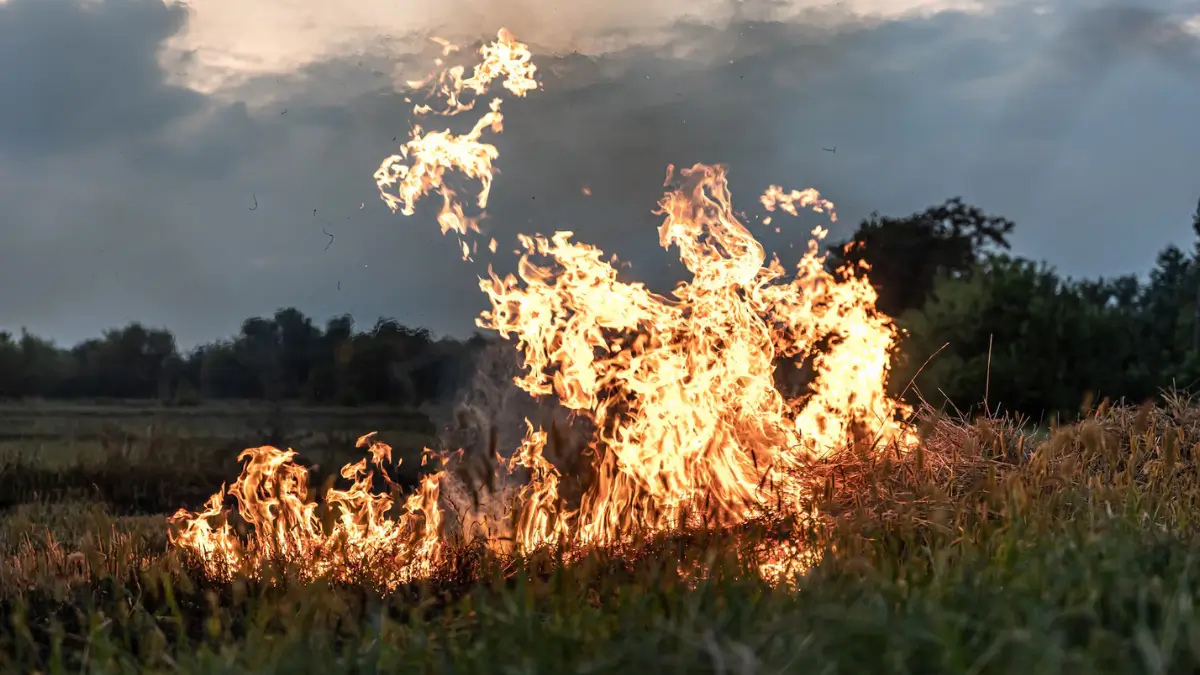 SA Weather Update: Heatwaves, Fire Risks, and Damaging Winds Across the Country