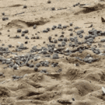 eThekwini Reopens uMhlanga Beach After Closure Due to ‘Poo Balls’ Saga