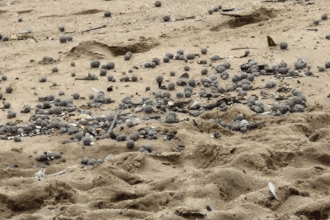 eThekwini Reopens uMhlanga Beach After Closure Due to ‘Poo Balls’ Saga