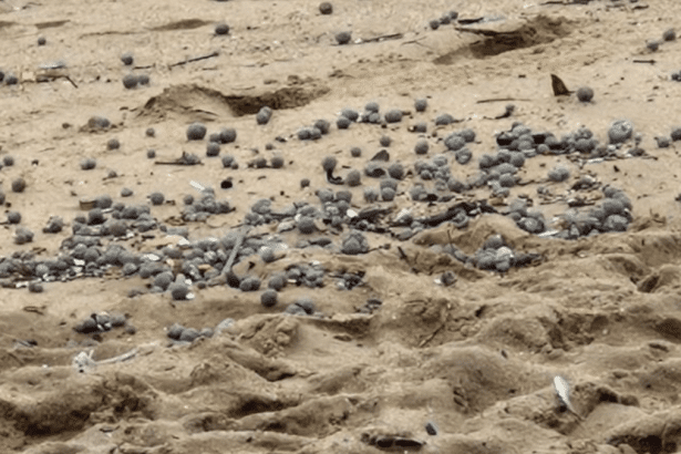 eThekwini Reopens uMhlanga Beach After Closure Due to ‘Poo Balls’ Saga