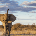 Heroic Grandfather Killed Protecting Grandchildren from Elephant Attack in Kruger National Park