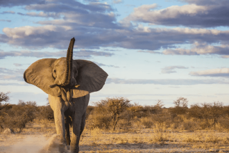 Heroic Grandfather Killed Protecting Grandchildren from Elephant Attack in Kruger National Park