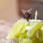 Cleaning Hacks to Get Rid of Flies from Your Home – Keep Your Space Pest-Free