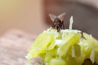 Cleaning Hacks to Get Rid of Flies from Your Home – Keep Your Space Pest-Free