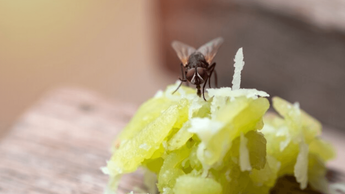 Cleaning Hacks to Get Rid of Flies from Your Home – Keep Your Space Pest-Free