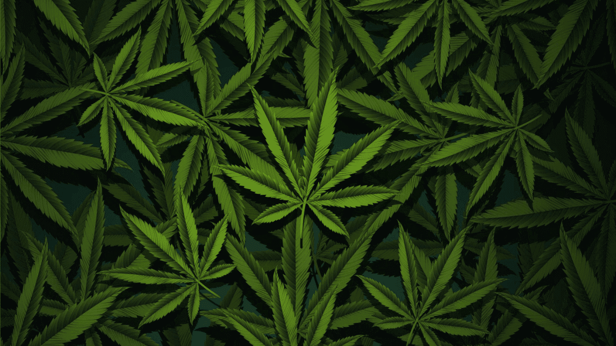 Say Goodbye to Edibles: South Africa Bans Cannabis and Hemp Food Products