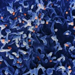 Department of health Confirms Ongoing Local Transmission of Mpox in Gauteng as Cases Rise