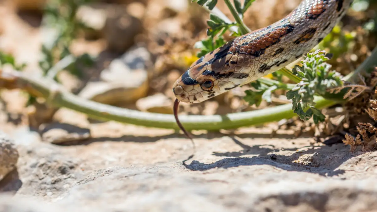 KZN Clinic Shut Down After Snake Infestation, Patients Redirecte