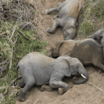 Four Elephants Trapped in Overturned Truck Yesterday – NSPCA Suspects Illegal Hunting Trade