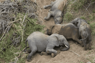 Four Elephants Trapped in Overturned Truck Yesterday – NSPCA Suspects Illegal Hunting Trade