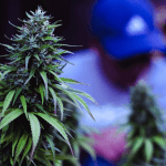 Cannabis in Food and Cosmetics: Cannabis Growers to Challenge Government Ban on Hemp Products