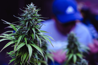 Cannabis in Food and Cosmetics: Cannabis Growers to Challenge Government Ban on Hemp Products