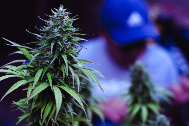 Cannabis in Food and Cosmetics: Cannabis Growers to Challenge Government Ban on Hemp Products