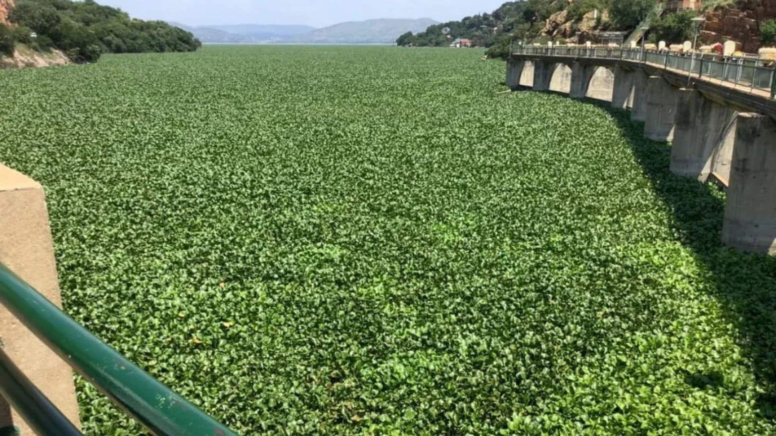 Water and Sanitation Department Introduces Weevil Insects to Combat Invasive Plants in Hartebeespoort Dam