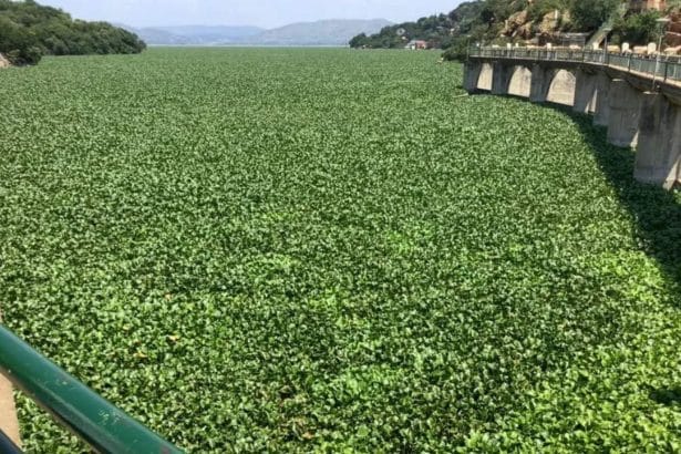 Water and Sanitation Department Introduces Weevil Insects to Combat Invasive Plants in Hartebeespoort Dam