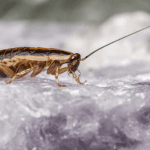 Pick n Pay Reopens After Cockroach Scandal; Tshwane Mayor Denies ‘Bribe’ Claims