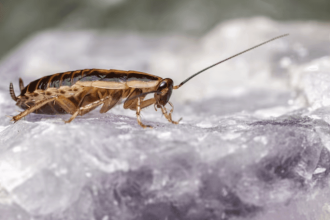 Pick n Pay Reopens After Cockroach Scandal; Tshwane Mayor Denies ‘Bribe’ Claims