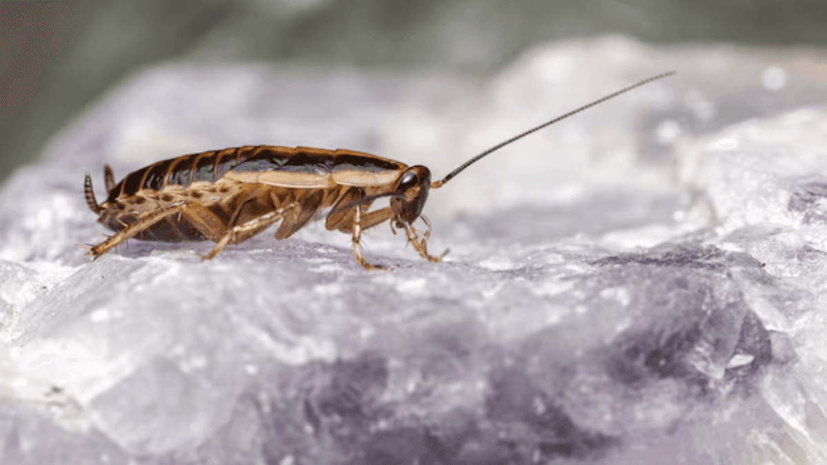 Pick n Pay Reopens After Cockroach Scandal; Tshwane Mayor Denies ‘Bribe’ Claims