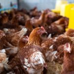 Gauteng High Court Orders Daybreak Foods to Stop Inhumane Chicken Culling Practices