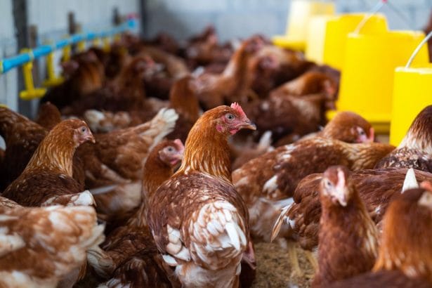 Gauteng High Court Orders Daybreak Foods to Stop Inhumane Chicken Culling Practices