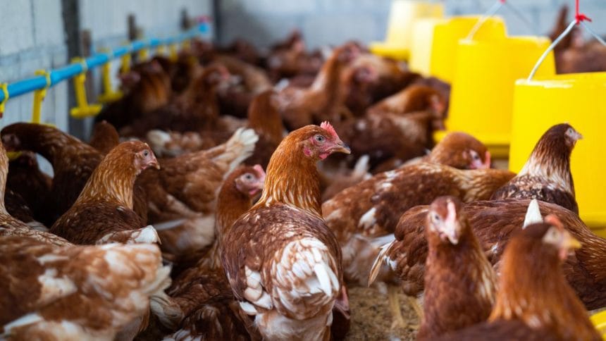 Gauteng High Court Orders Daybreak Foods to Stop Inhumane Chicken Culling Practices