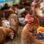 Former DayBreak Farms Shareholder Demands PIC Accountability for Farm's Collapse