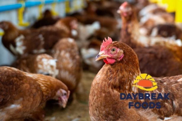 Former DayBreak Farms Shareholder Demands PIC Accountability for Farm's Collapse