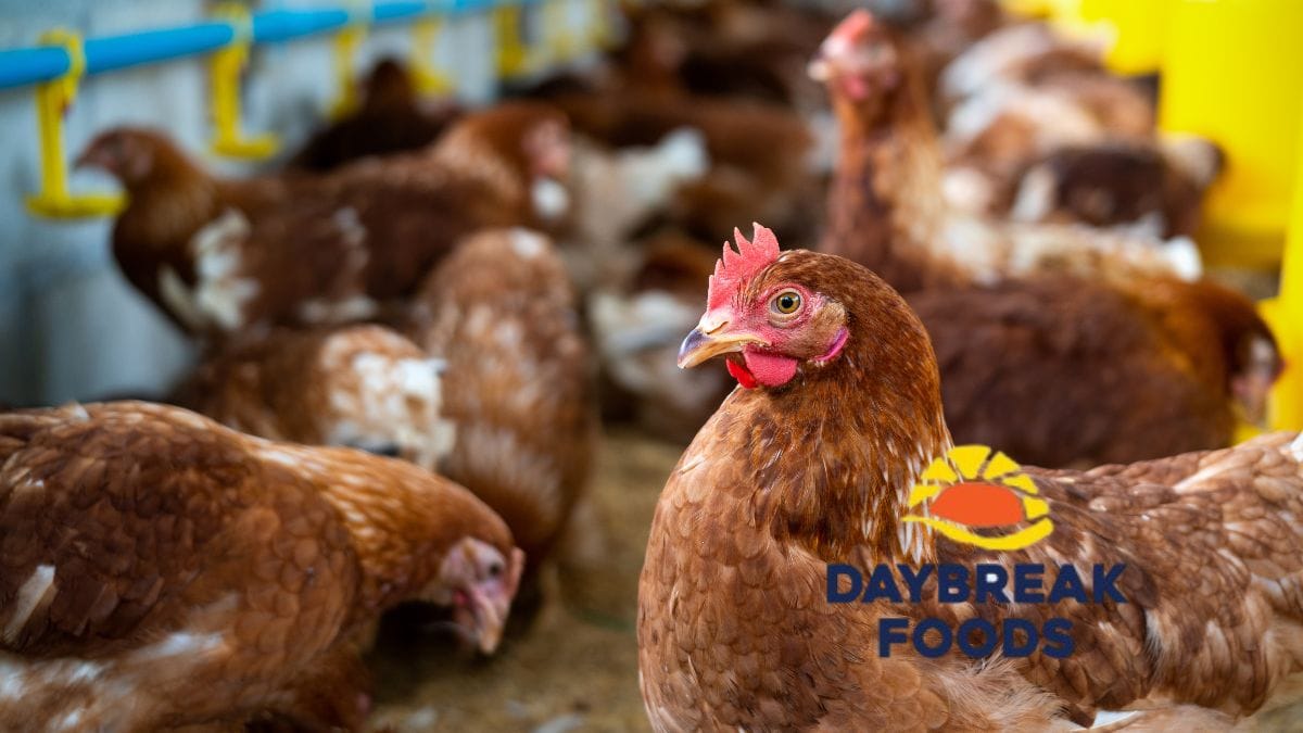 Former DayBreak Farms Shareholder Demands PIC Accountability for Farm's Collapse