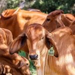 SA's Largest Beef Producer Hit By Foot-and-Mouth Disease Outbreak Threatening Supply