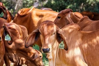 SA's Largest Beef Producer Hit By Foot-and-Mouth Disease Outbreak Threatening Supply